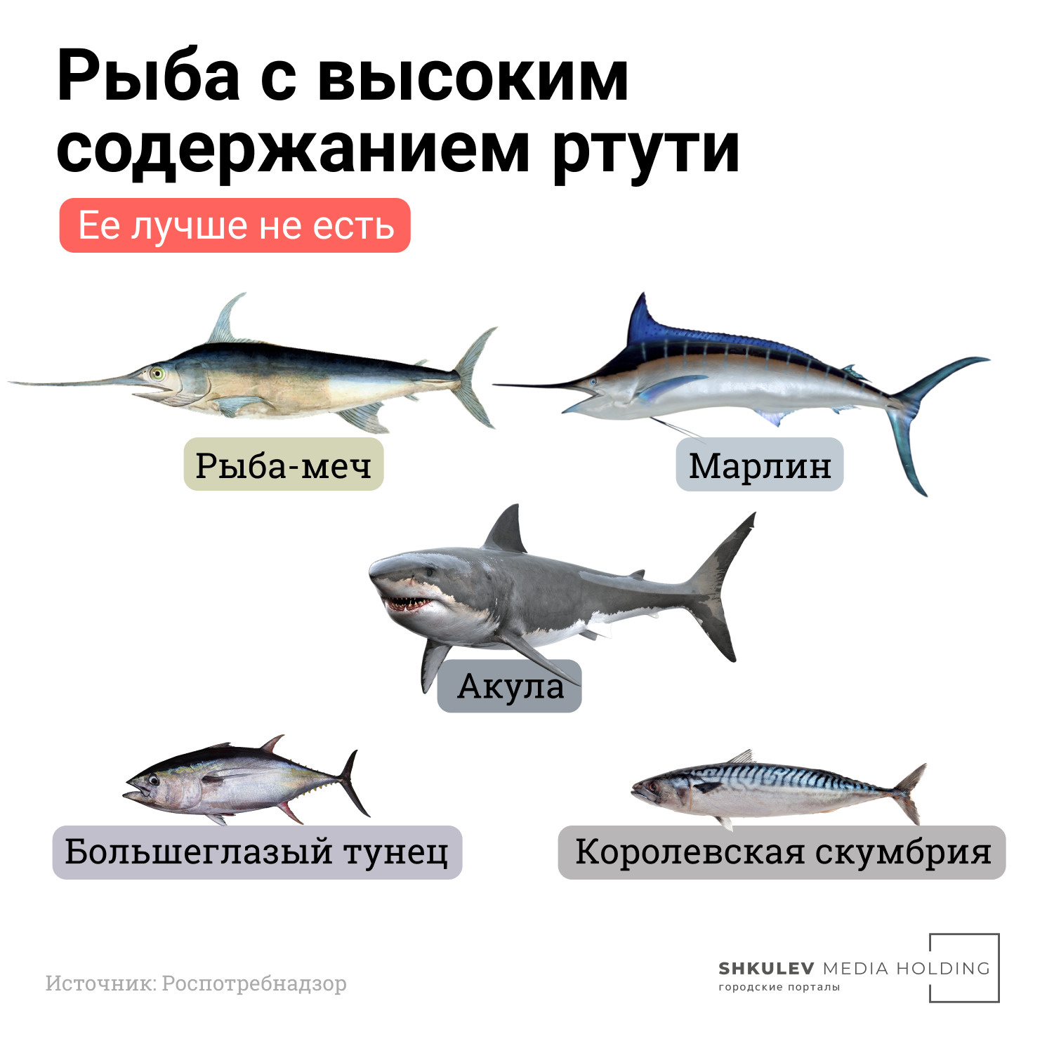 Сколько видов рыб существует в мире. Виды рыб. Рыбы список. Сорта рыбы. Популярные рыбы.